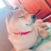 瑛莉の画像