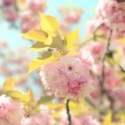 Manamiの画像