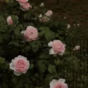ぷりんあらもーど