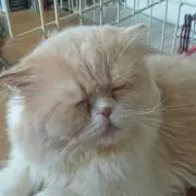 きいろいとり