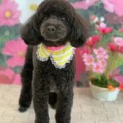 よし