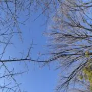 さくらの画像