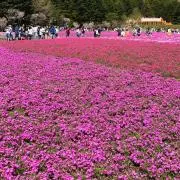 ダイの画像