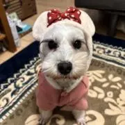 くっくの画像