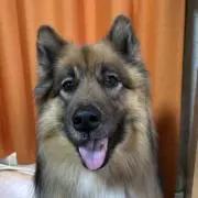 犬猫セブンの画像