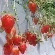 たこやきちゃんの画像