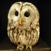もさもさのふくろうの画像