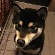 ぱるの画像