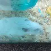 喜助の画像