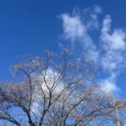 yumaの画像