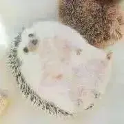 はりねずみ☆の画像