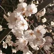 栗 ＠値下げ交渉／依頼◎の画像