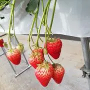 ぺぺの画像