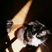 にゃーご