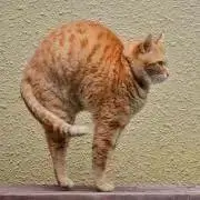 ヴィタン