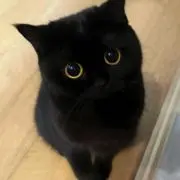 fの画像