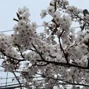 はなこの画像
