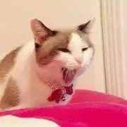 タミャ