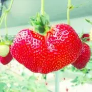 まさなが