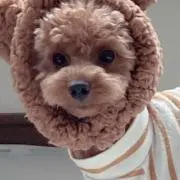 ムギママの画像