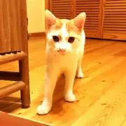 猫好きママ
