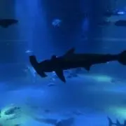 順次