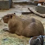 カピバラの画像