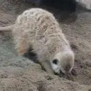 ミーヤマート