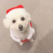 ぷぷの画像