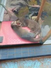 けんややんけの画像