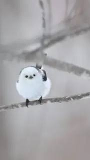 ぴかの画像