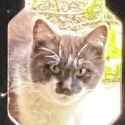 ねこねこの画像
