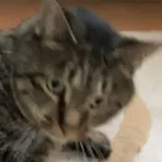 ミチ道の画像