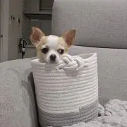 ma
