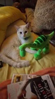 Ralfvilleの画像