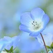 yell✾の画像
