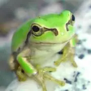 あまがえるの画像