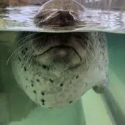 ☆の画像