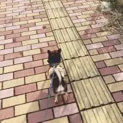 koco
