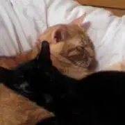 アイアイの画像