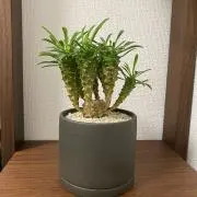 みこの画像