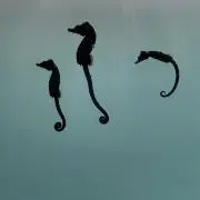 ゆずりはの画像