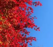 Okachanの画像