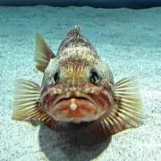 カサゴの画像