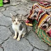 Mikanの画像