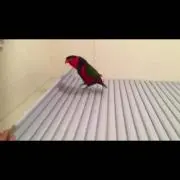 こばやし