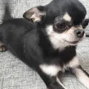 リリーの画像