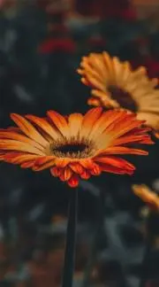 ミキの画像