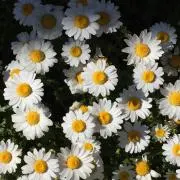 あにこ*