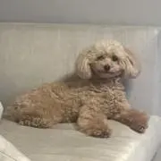 雅の画像